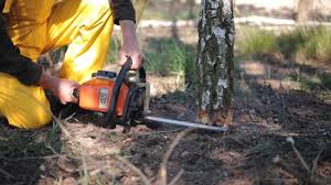 Best Stump Grinding and Removal  in Kdeer, IL